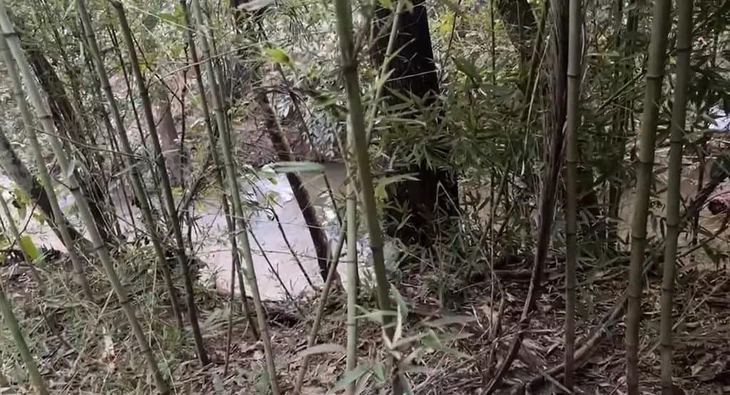 Corpo em decomposição é encontrado às margens de córrego em Nova Alvorada do Sul