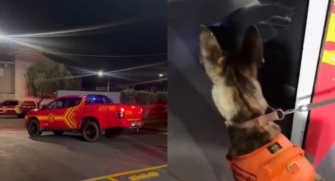 Buscas por idoso em Batayporã ganham reforço de bombeiros com cães farejadores e drone térmico
