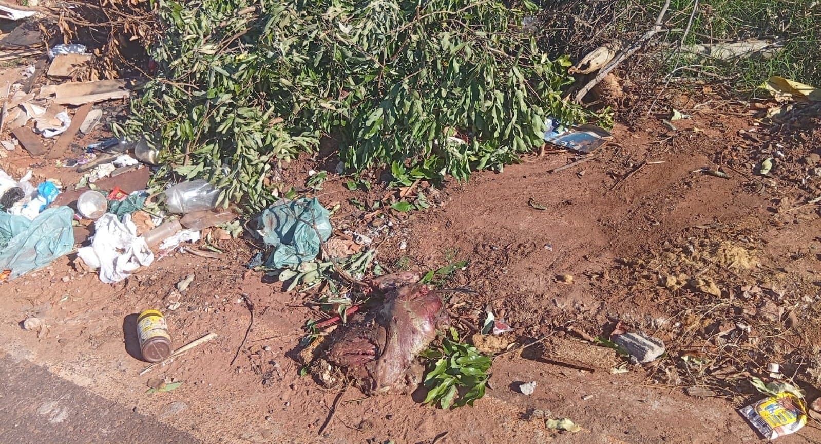 Nova Andradina - Moradores do Bairro Argemiro Ortega denunciam descarte irregular de lixo e animais mortos