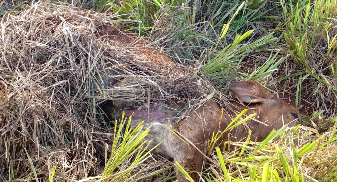 Ataques de onças assustam produtores e provocam prejuízos em propriedades rurais de Vila Amandina