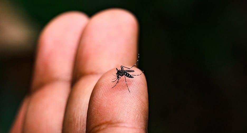 Moradores reclamam de infestação de pernilongos em bairros de Nova Andradina