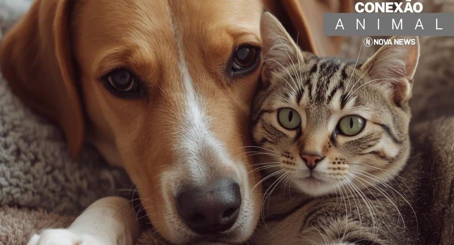 Conexão Animal: conheça os PETs disponíveis para adoção responsável em Nova Andradina e região!