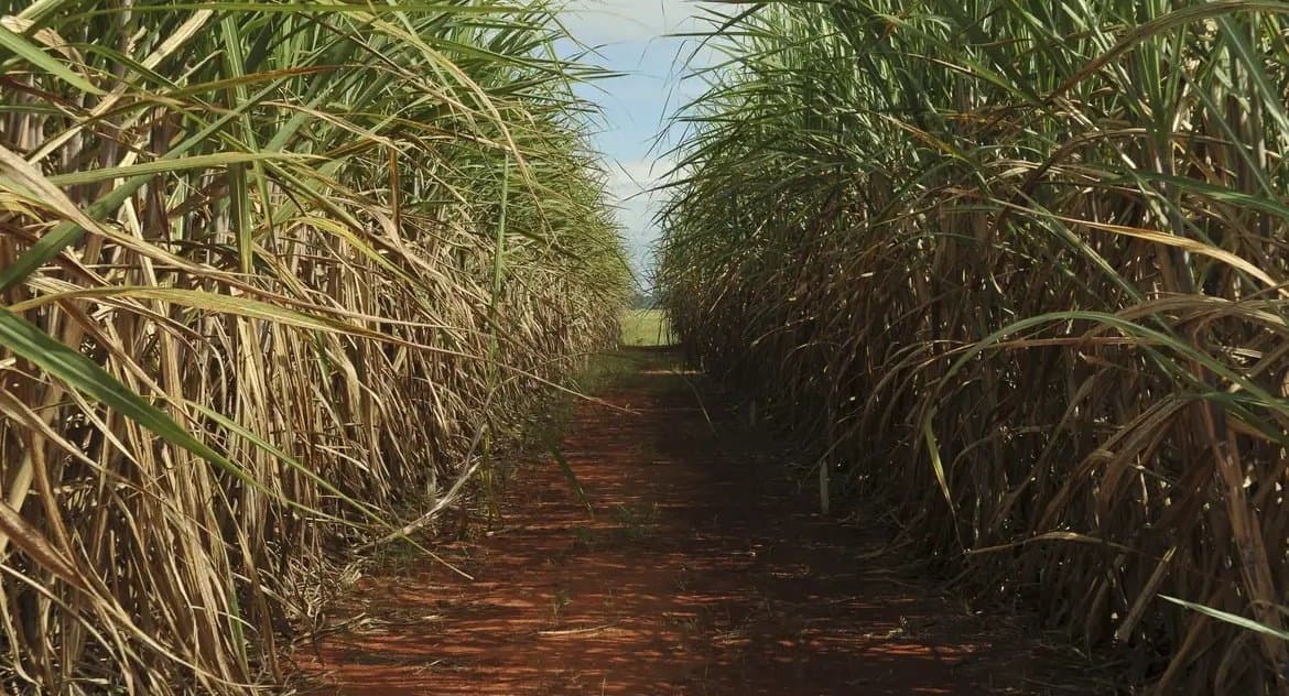 Safra de cana-de-açúcar deve crescer 4,7% em relação ao ano de 2025