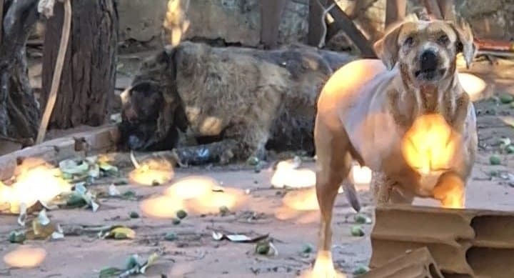 Abandono de cães em Nova Andradina: um dos animais foi resgatado e outro já estava sem vida