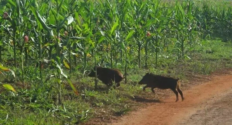 Enquanto colheita avança, javalis provocam danos em lavouras de milho de MS