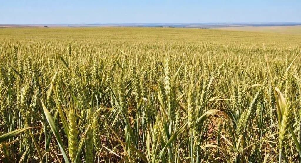 Tempo seco acelera colheita do milho e trigo avança em MS, aponta Conab