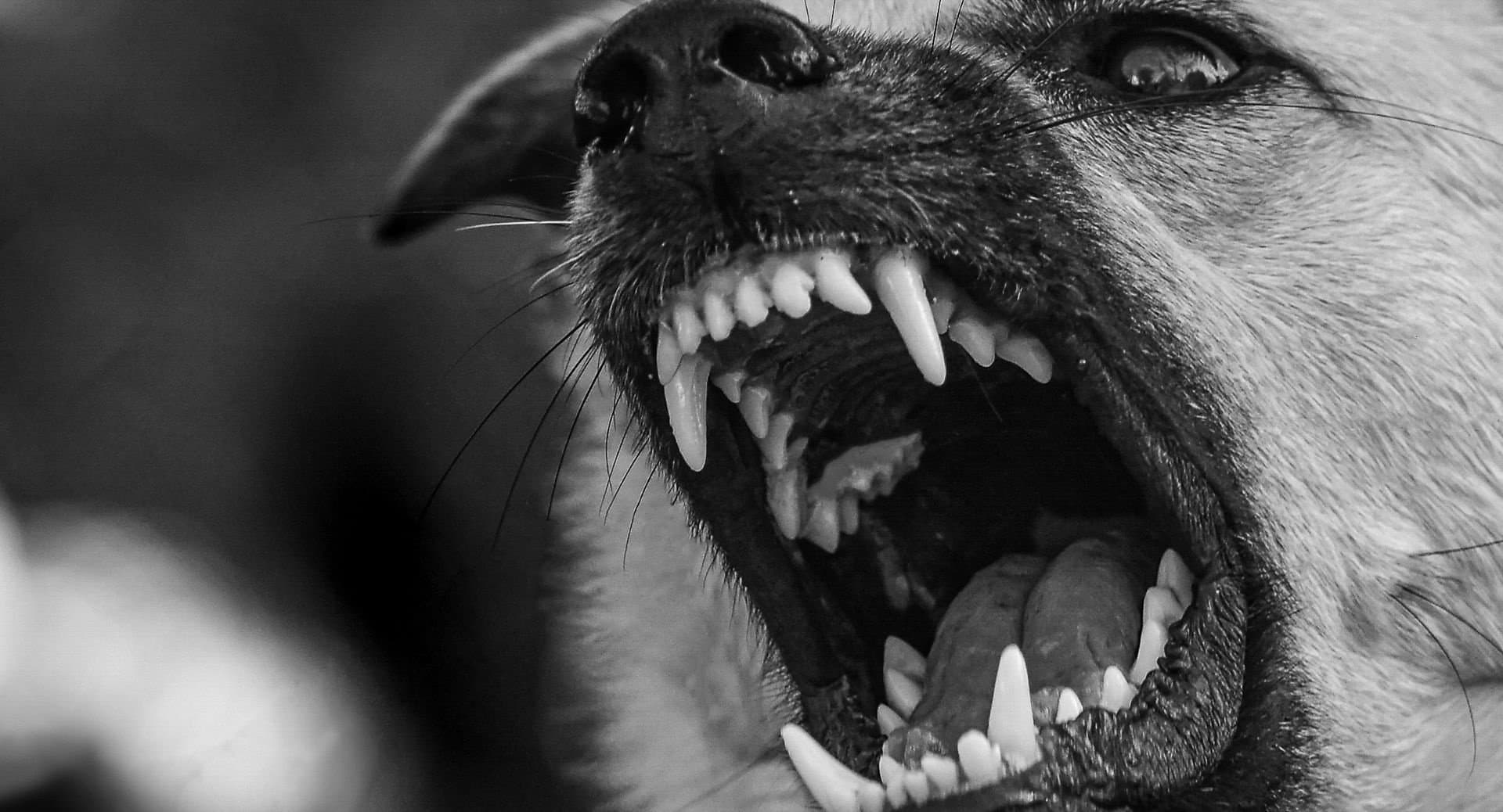 Cadela da raça Pitbull ataca outros animais em Taquarussu e moradores pedem providências