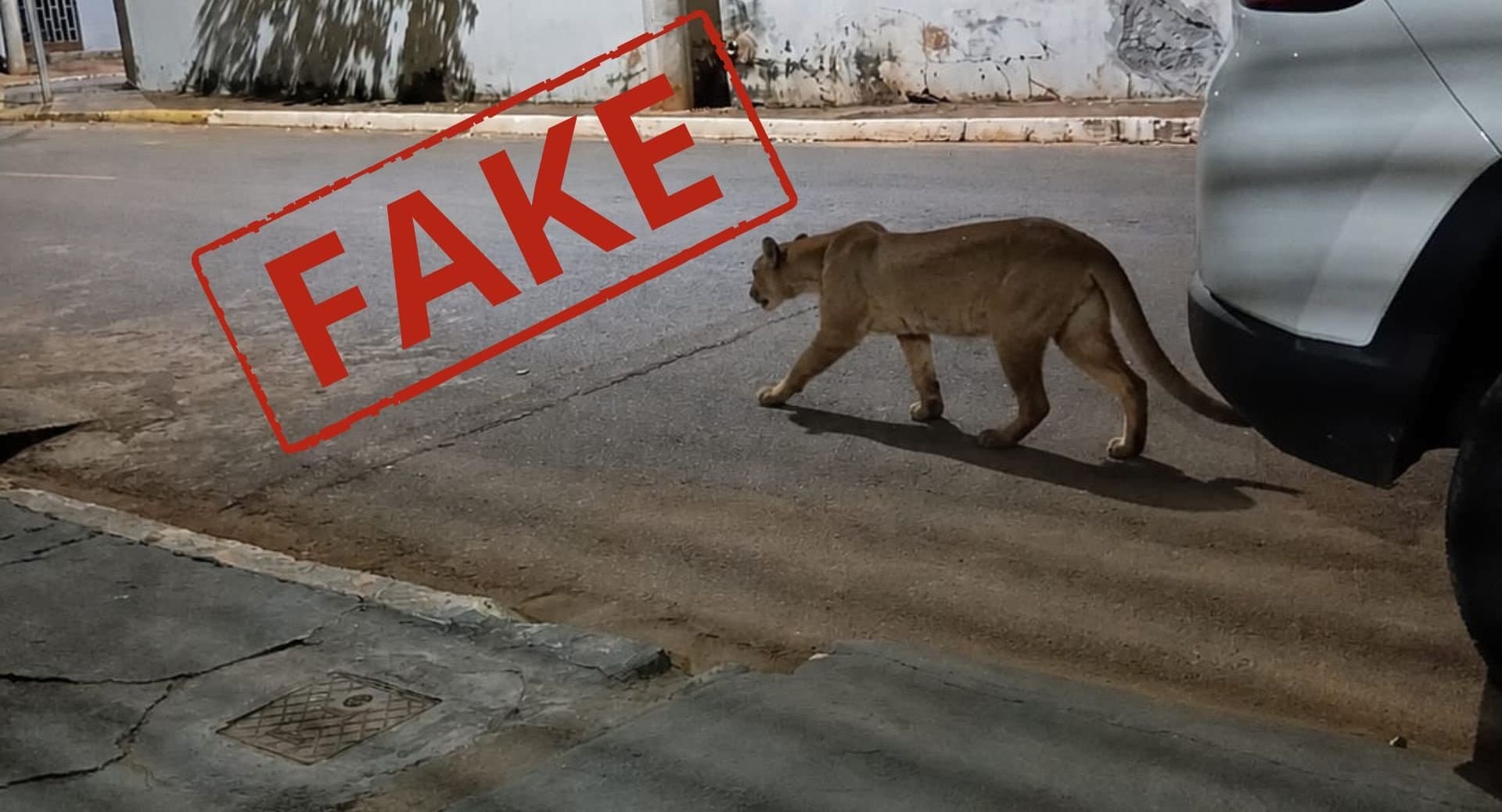 Fake: imagem de onça-parda que tem assustado moradores de Anaurilândia foi feita com IA